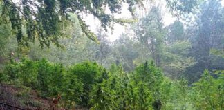 Uhapšeno četiri pripadnika kriminalne grupe zbog neovlašćene proizvodnje i stavljanje u promet opojnih droga marihuana