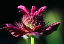 7 vrsta cveća koje možete posejati u proleće