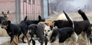 Čopor pasa napao je i izujedao dvanaestogodišnje dete i ženu