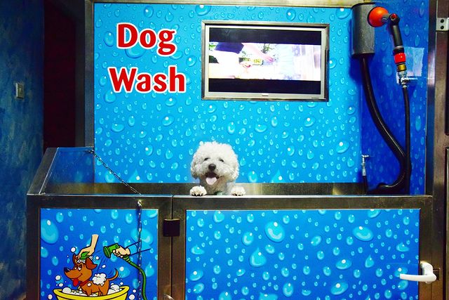 dog spa 1