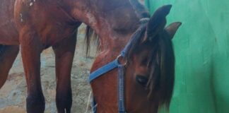 Udruženje Zoo Planet: Potrebna nam je pomoć da nahranimo naše ljubimce