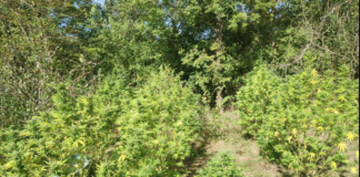 Uhapšeni zbog posedovanja i gajenja marihuane kao i laboratorije za veštački uzgoj