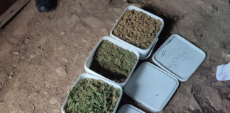 Uhapšen zbog proizvodnje i prodaje droge. Pronadjen kilogram marihuane i 23 stabljike kanabisa