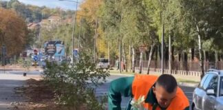 JKP Mediana posadila jesenje cveće u Starom parku i u ulici Vojvode Putnika