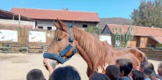 Ovako mali postaju veliki! Prvaci iz OŠ „Karađorđe“ sakupili novac za životinje u Zoo Kutku.