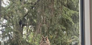 Sova ušara „domaćin“ škole „Desanka Maksimović“ iz Čokota