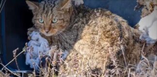 Divlja mačak iz Zoo Kutka, živ i zdrav, vraćen u svoje prirodno okruženje