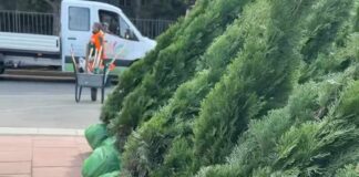 Niš će ponovo biti zelen. Još tri stotine stabala drveća do kraja godine.