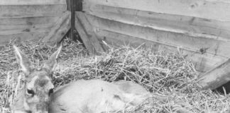Uginula srna iz Zoo Kutka posle 18 dana borbe lekara i volontera za njen život