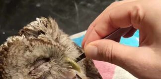Udruženje Zoo Planet zbrinulo šumsku sovu koju je udario automobil