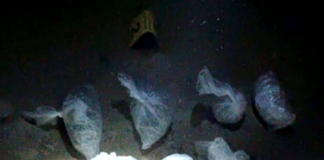 U zgradi koja se gradi krio 10 paketa marihuane za prodaju i vagicu