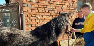 Povređeni konj sa imanja u Radonjici – spas pronašao u ZOO Kutku!