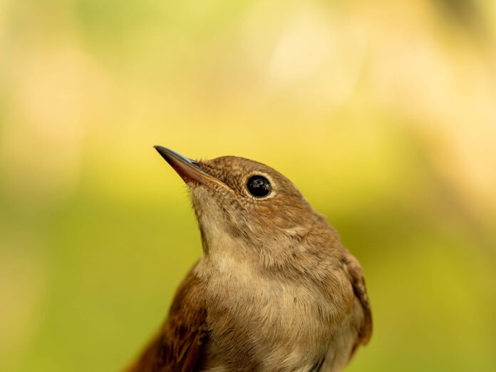 A selective focus shot of a little Thrush nightingale