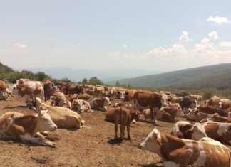 Vojska doprema vodu za napajanje stoke na Suvoj Planini suva planina
