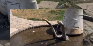 Aktivista Kreni-promeni priveden zbog akcije kojom je pozvao „NišStan“ da reši problem