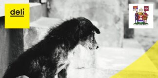 Javna rasprava o napuštenim psima u Nišu
