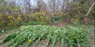 Pronađeno 400 stabljika kanabisa, uhapšen muškarac