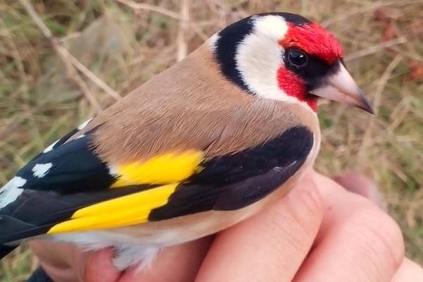stiglica stiglica