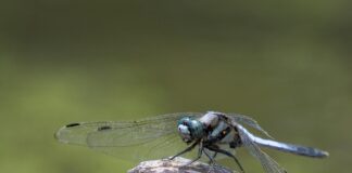 Naučnici niškog PMF-a otkrili novu i retku vrstu vilinog konjica u Srbiji