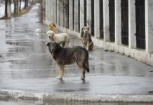 Devojka povređena u napadu čopora pasa kod bazena „Čair“ u Nišu psi lutalice