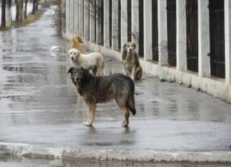 Devojka povređena u napadu čopora pasa kod bazena „Čair“ u Nišu psi lutalice