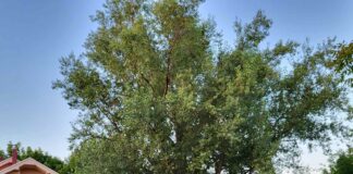 Udruženje „Nišlije da se pitaju“ traži zaštitu Crne topole u Donjoj Vrežini Foto: Ana Golubović crna topola