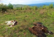 Uhapšen muškarac zbog trovanja zaštićene vrste ptice