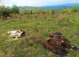 Uhapšen muškarac zbog trovanja zaštićene vrste ptice