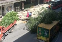 Palo drvo u centru Niša a grane završile na dostavnom kombiju, blokiran saobraćaj