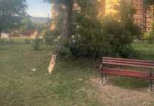 JKP „Mediana“ upozorava na mogućnost padanja grana usled nestabilnog vremena