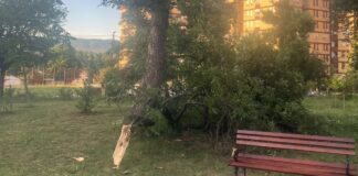 JKP „Mediana“ upozorava na mogućnost padanja grana usled nestabilnog vremena
