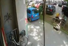 Niš, moj grad: Pad grane na sugrađanku upozorenje da je zelenilu u Nišu potrebno stručno održavanje