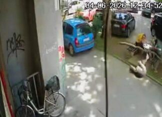 Niš, moj grad: Pad grane na sugrađanku upozorenje da je zelenilu u Nišu potrebno stručno održavanje